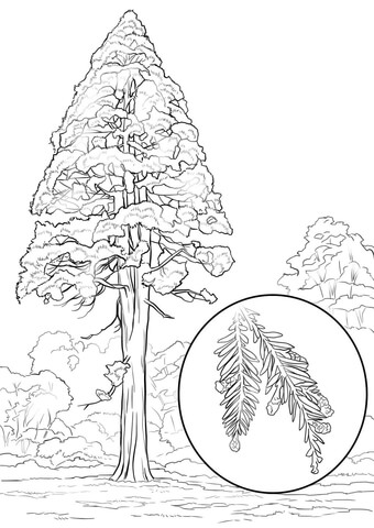 California Redwood (Sequoia Sempervirens) Coloring Page